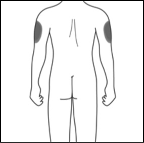 Outline of the back of a male body from the neck to knees, highlighting the shoulders 